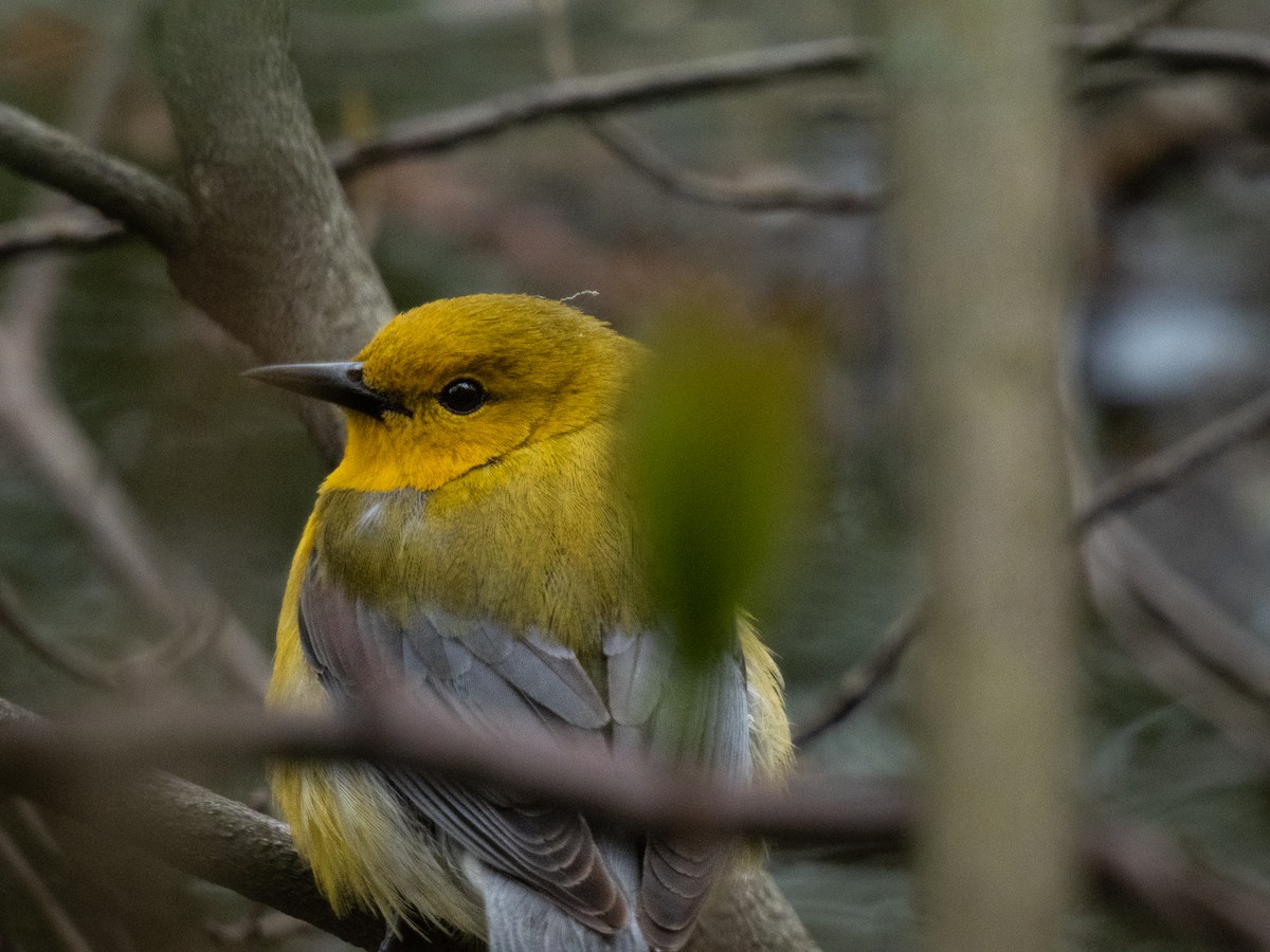 Prothonotary Warbler - ML618297171