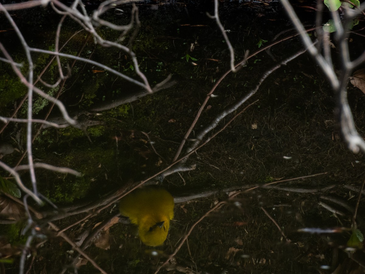 Prothonotary Warbler - ML618297172