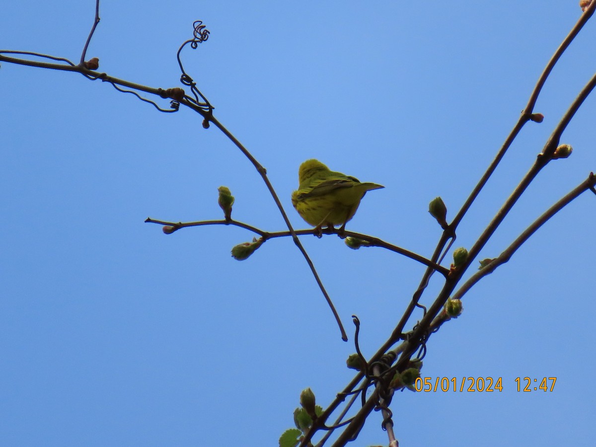 Yellow Warbler - ML618297207