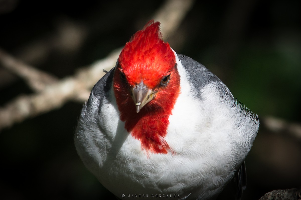 Red-crested Cardinal - ML618297208