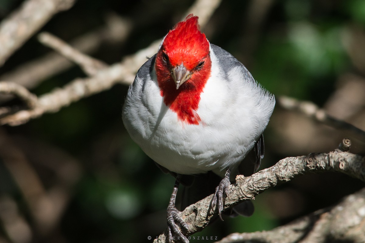 Red-crested Cardinal - ML618297209