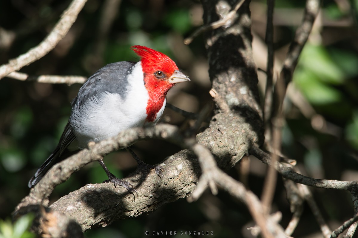Red-crested Cardinal - ML618297212