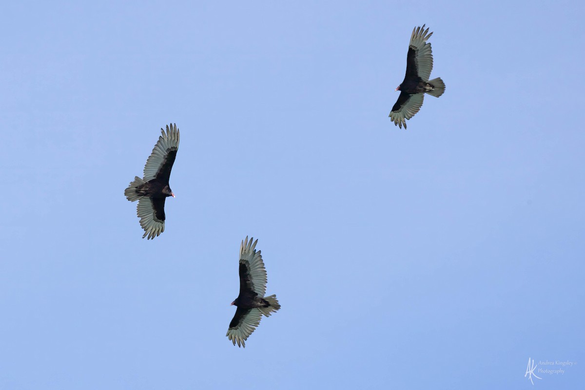 Turkey Vulture - Andrea Kingsley