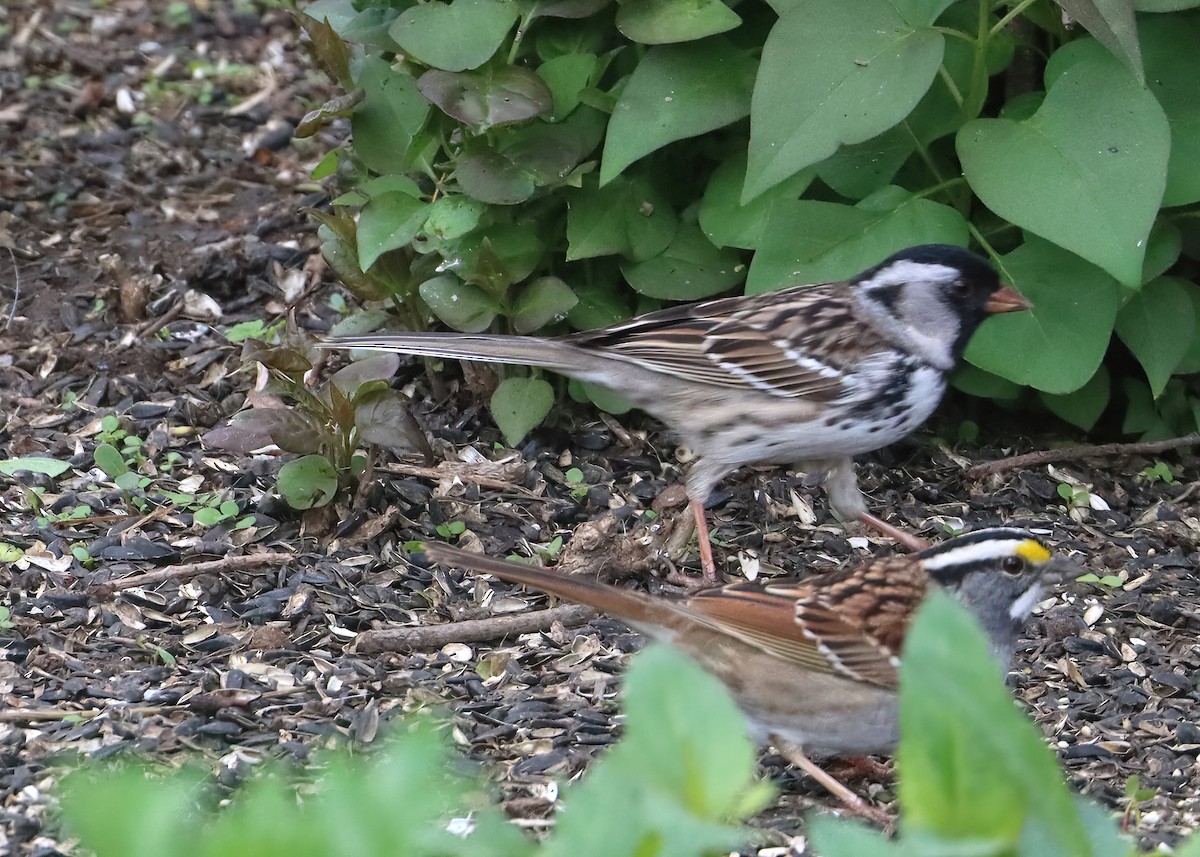 Harris's Sparrow - ML618297271