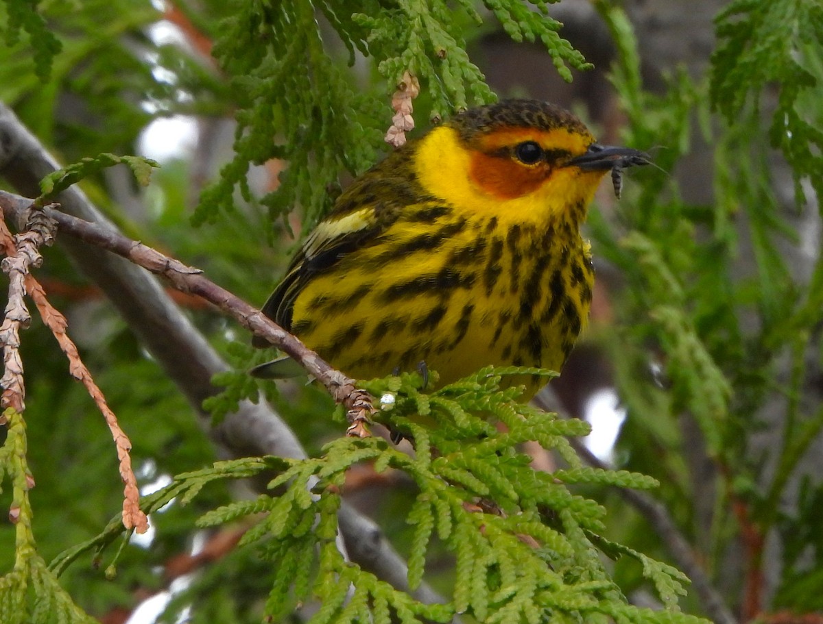 Cape May Warbler - ML618297281