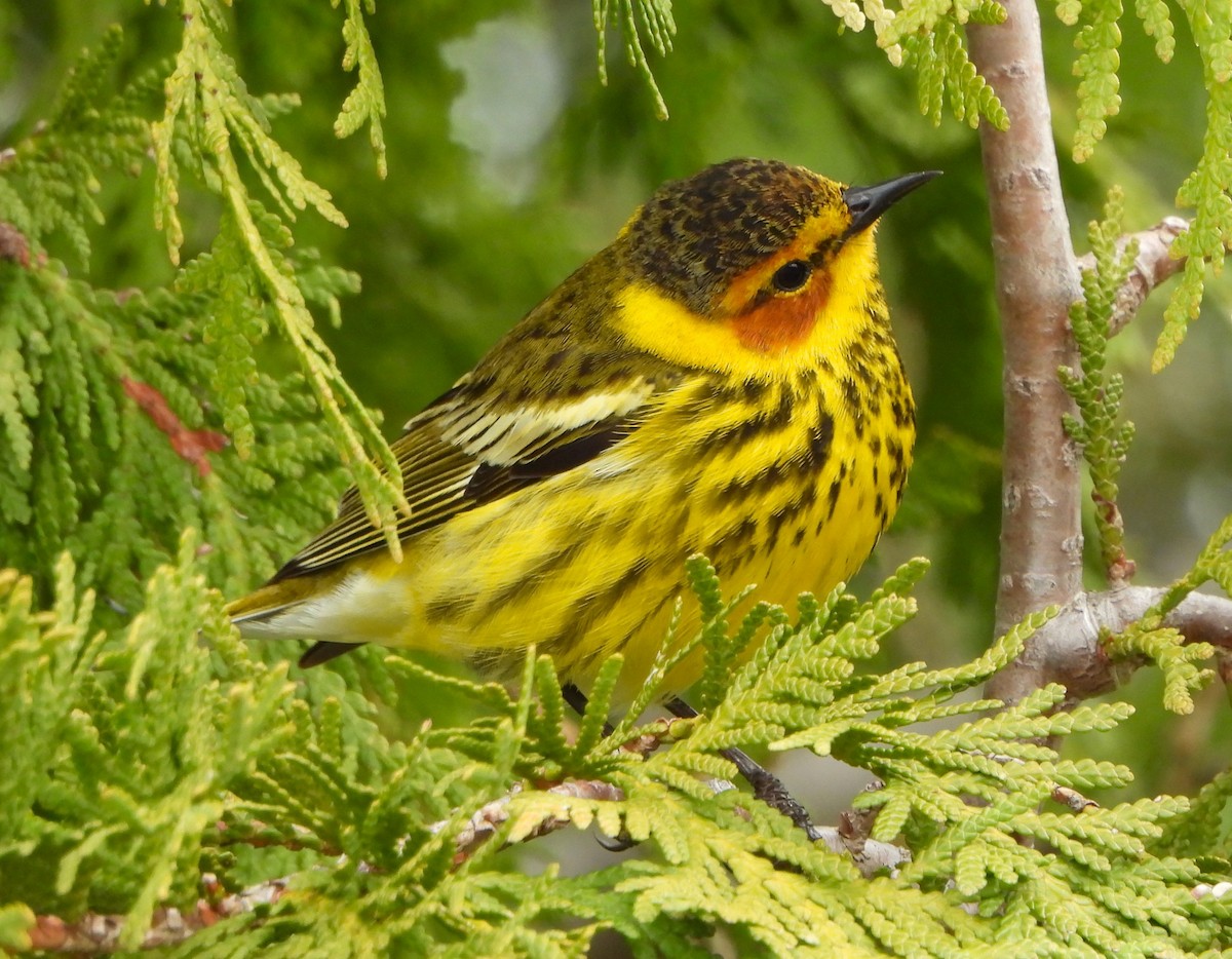 Cape May Warbler - ML618297282