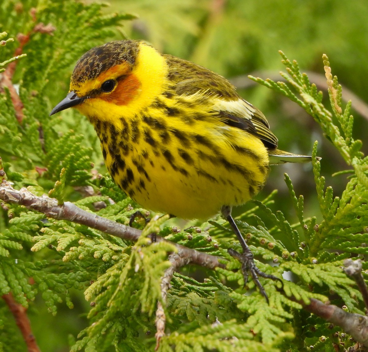 Cape May Warbler - ML618297283