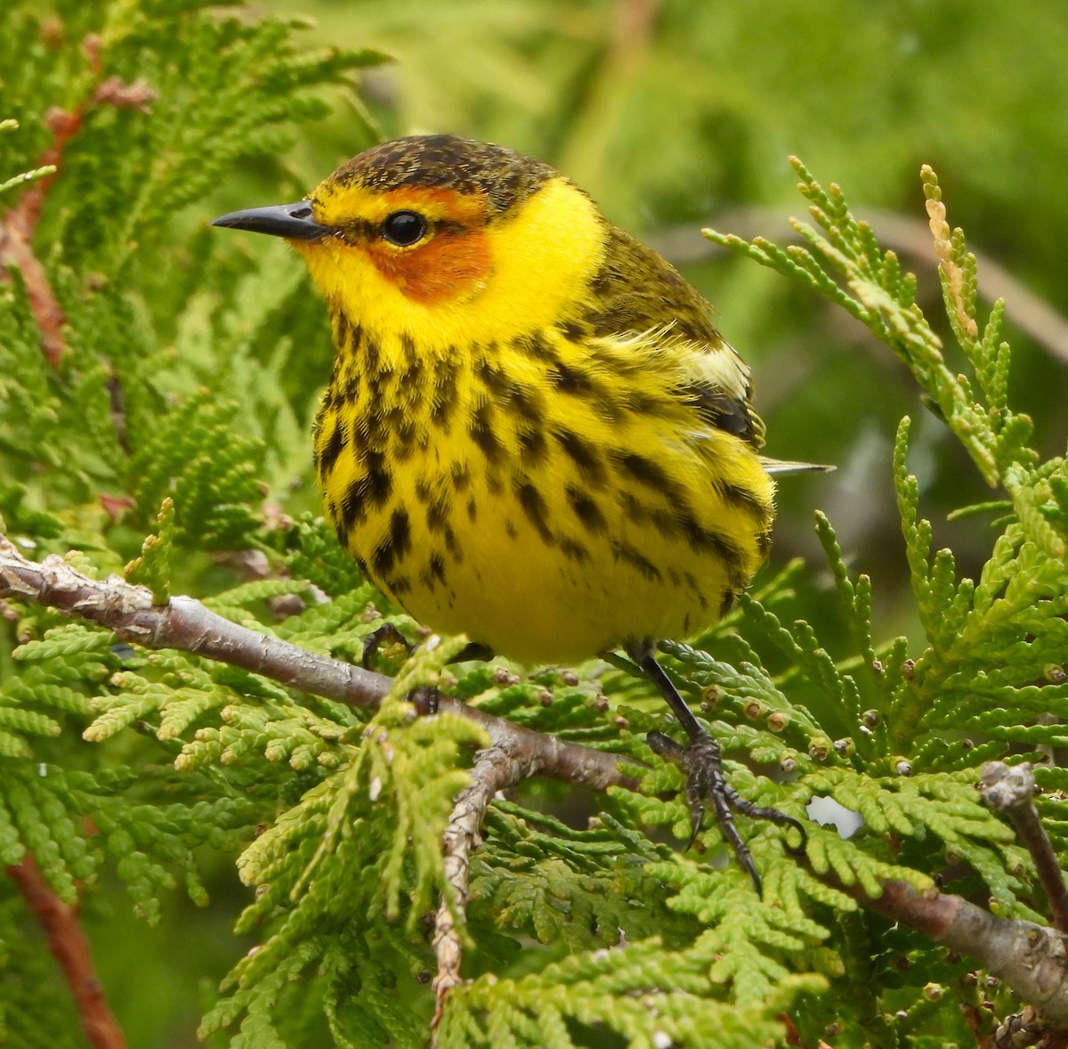 Cape May Warbler - ML618297285