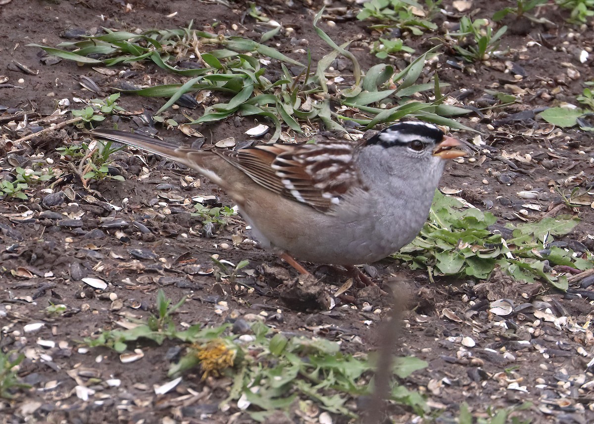 White-crowned Sparrow - ML618297286