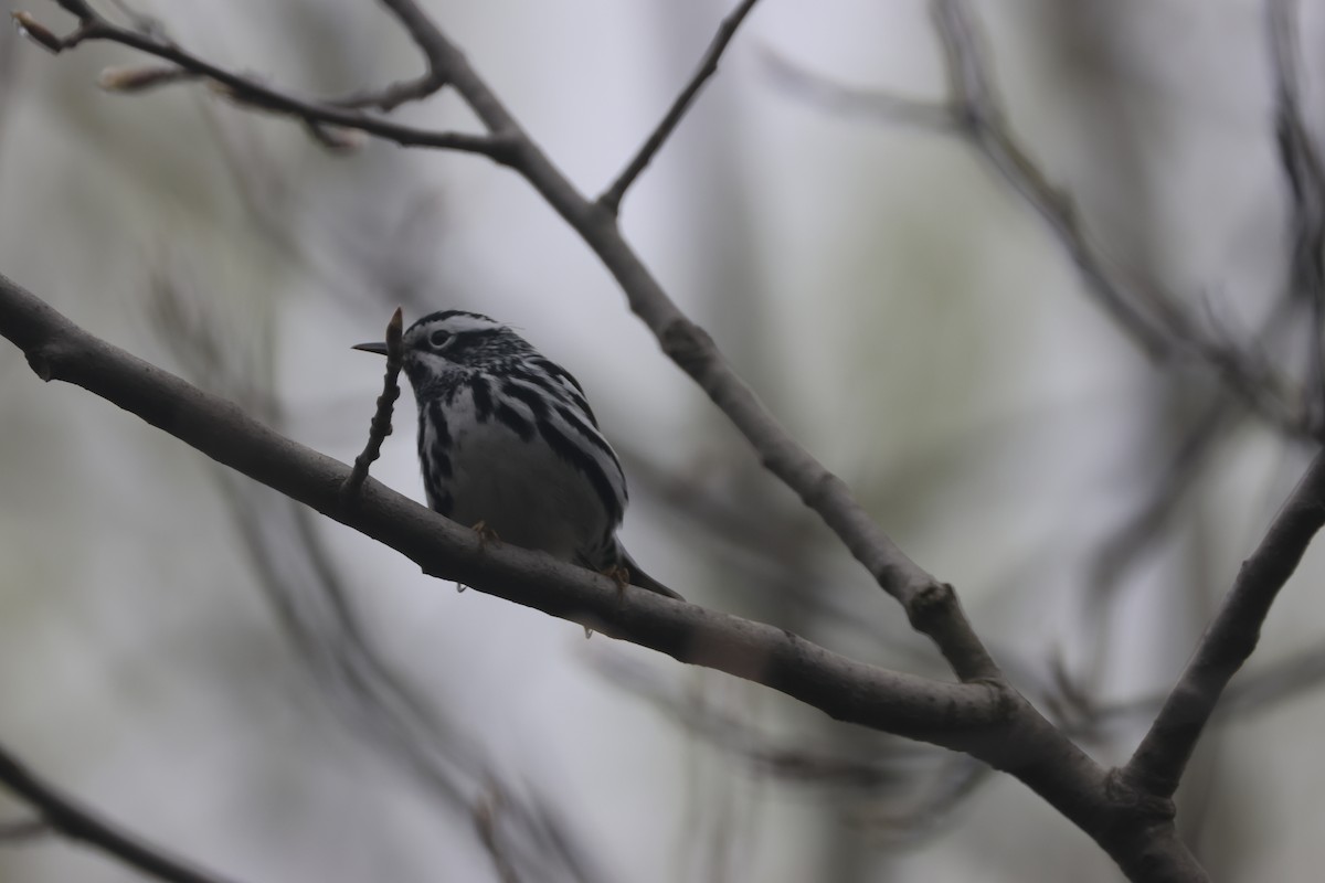 Black-and-white Warbler - ML618297301