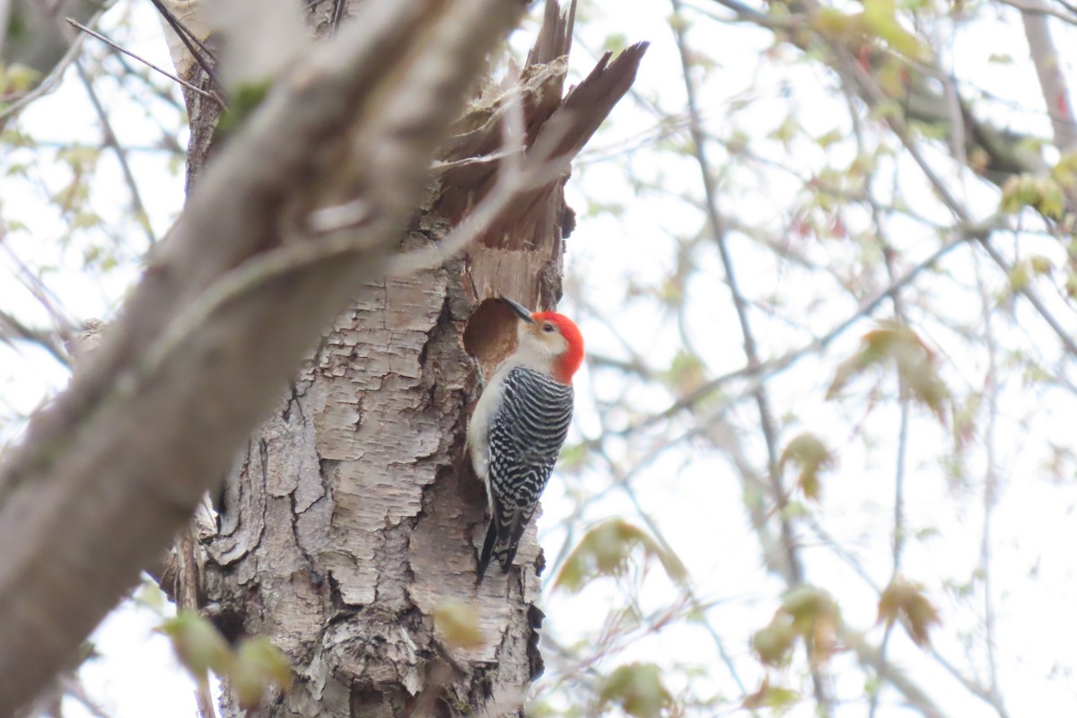 Red-bellied Woodpecker - ML618297302