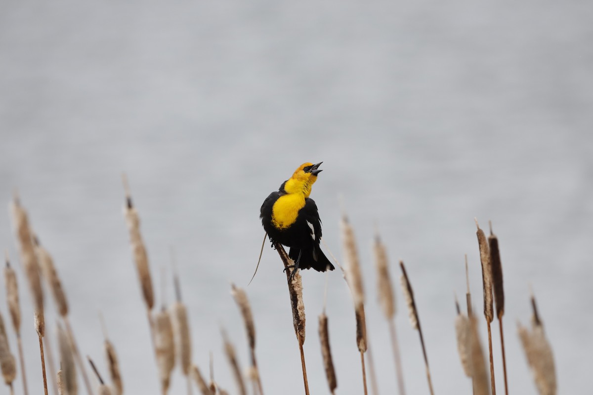Yellow-headed Blackbird - Aiden Kenefick