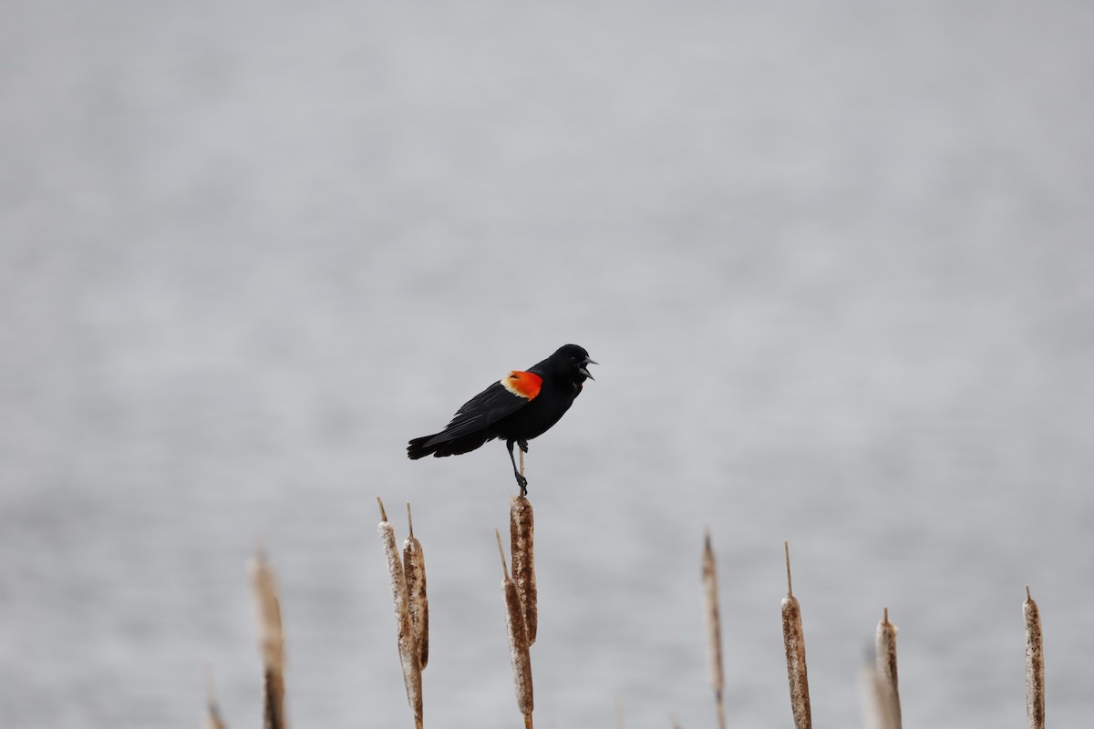 Red-winged Blackbird - Aiden Kenefick
