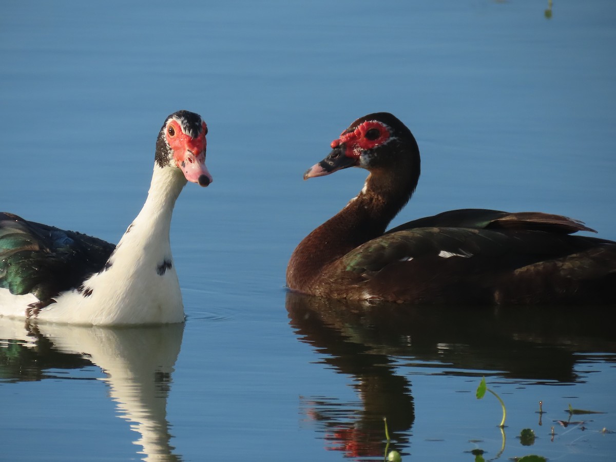 Muscovy Duck (Domestic type) - Laurie Witkin