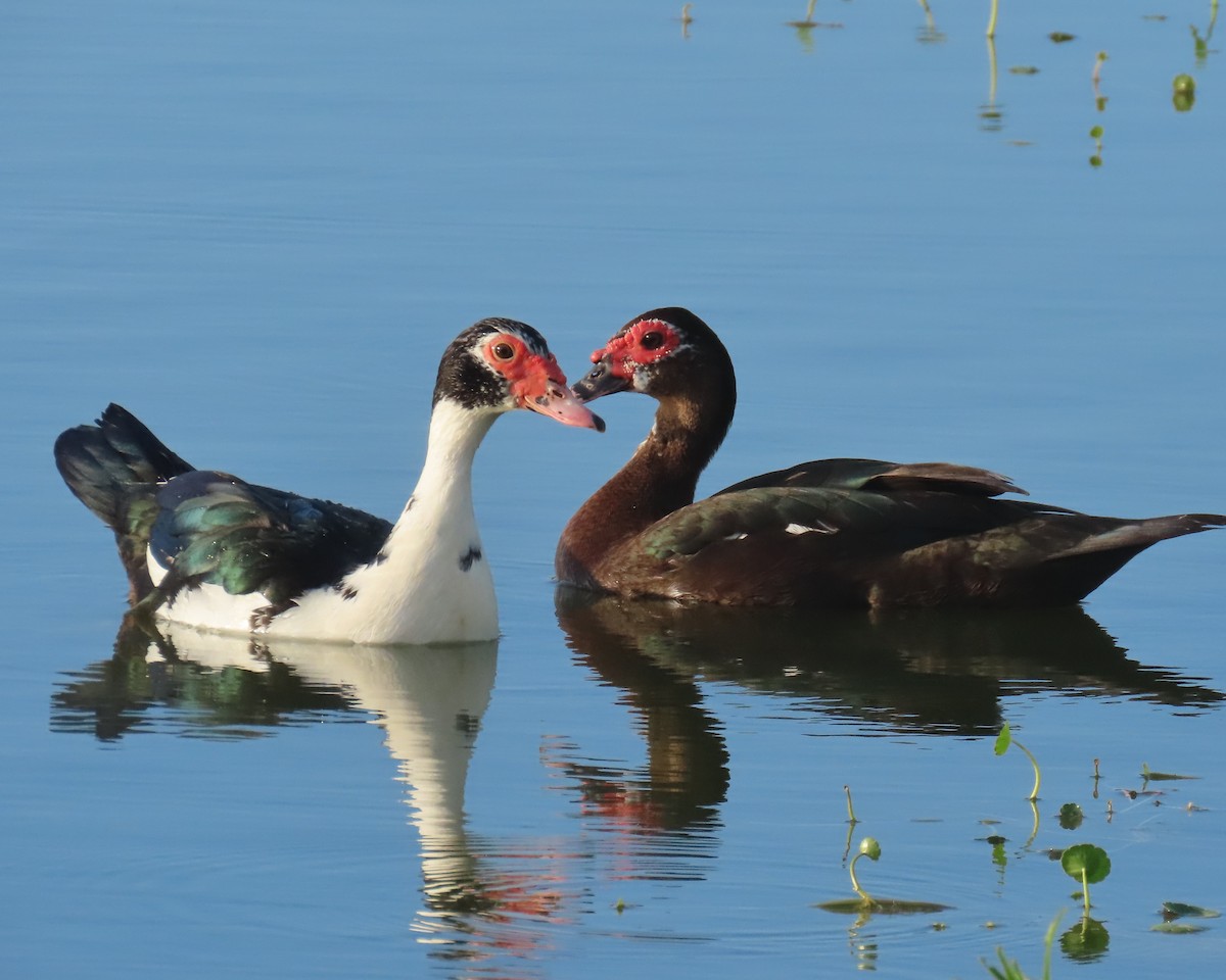 Muscovy Duck (Domestic type) - Laurie Witkin