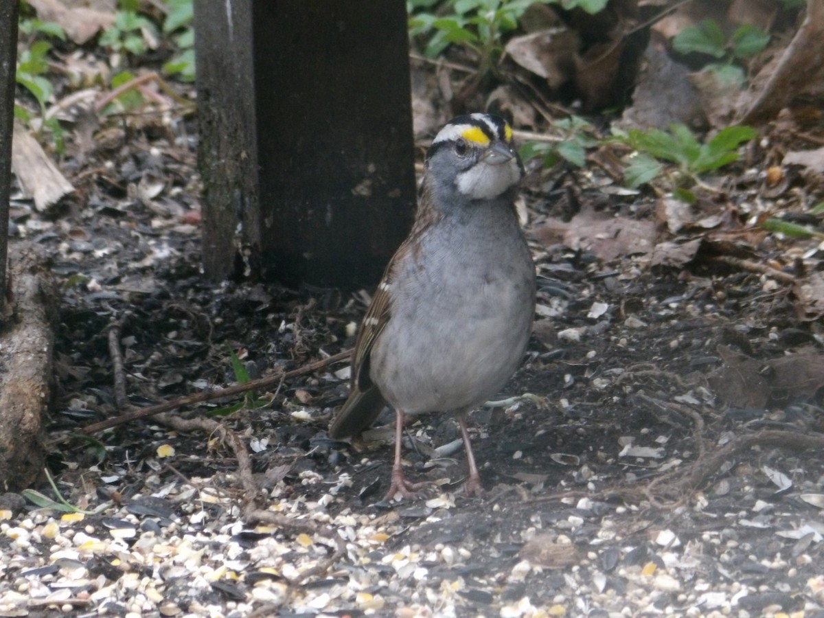 White-throated Sparrow - ML618297344