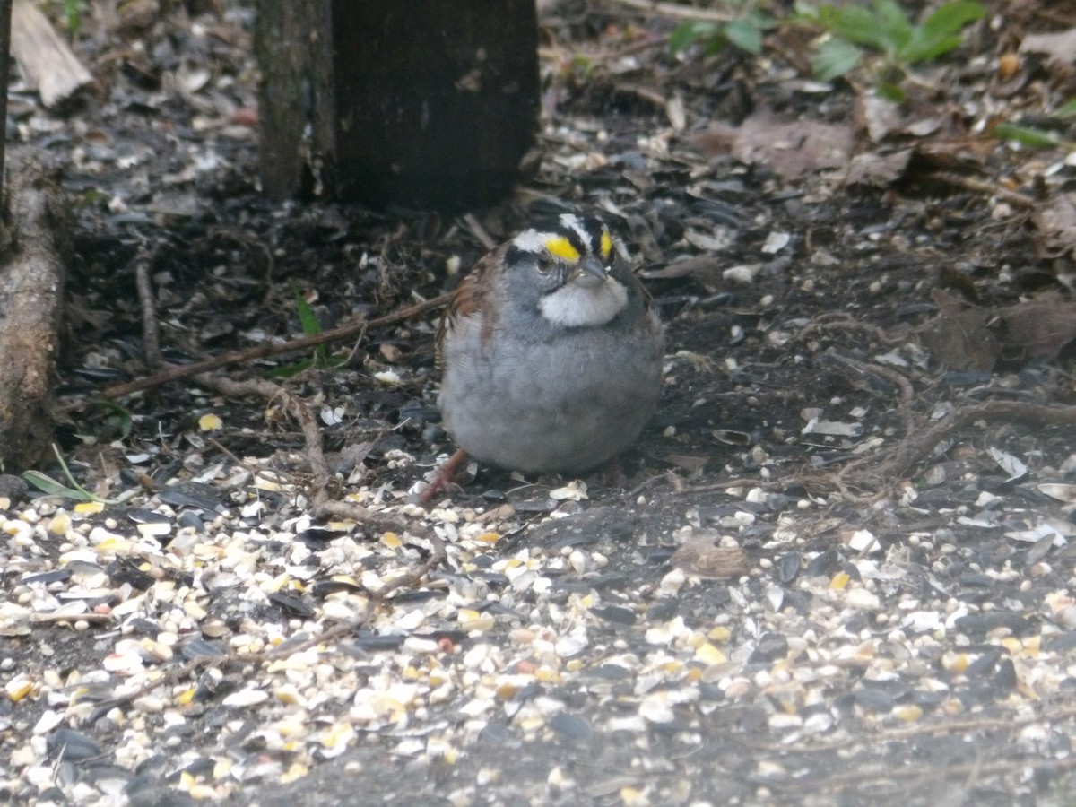 White-throated Sparrow - ML618297345