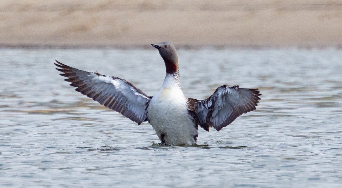 Red-throated Loon - ML618297362