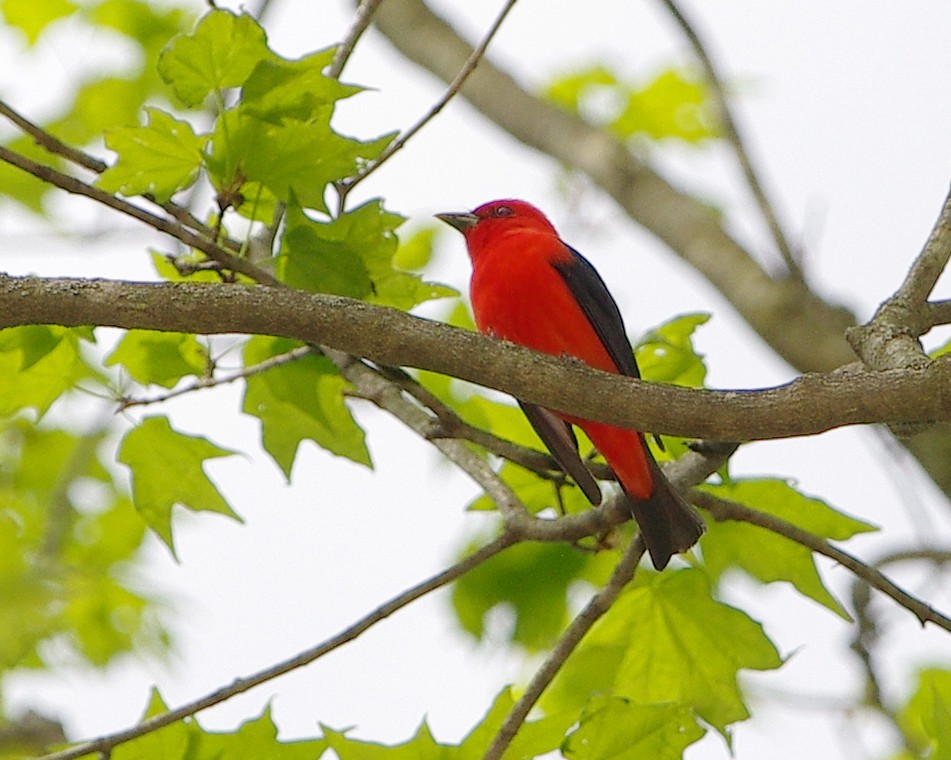 Scarlet Tanager - Mary Caldwell
