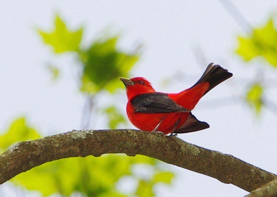 Scarlet Tanager - ML618297434