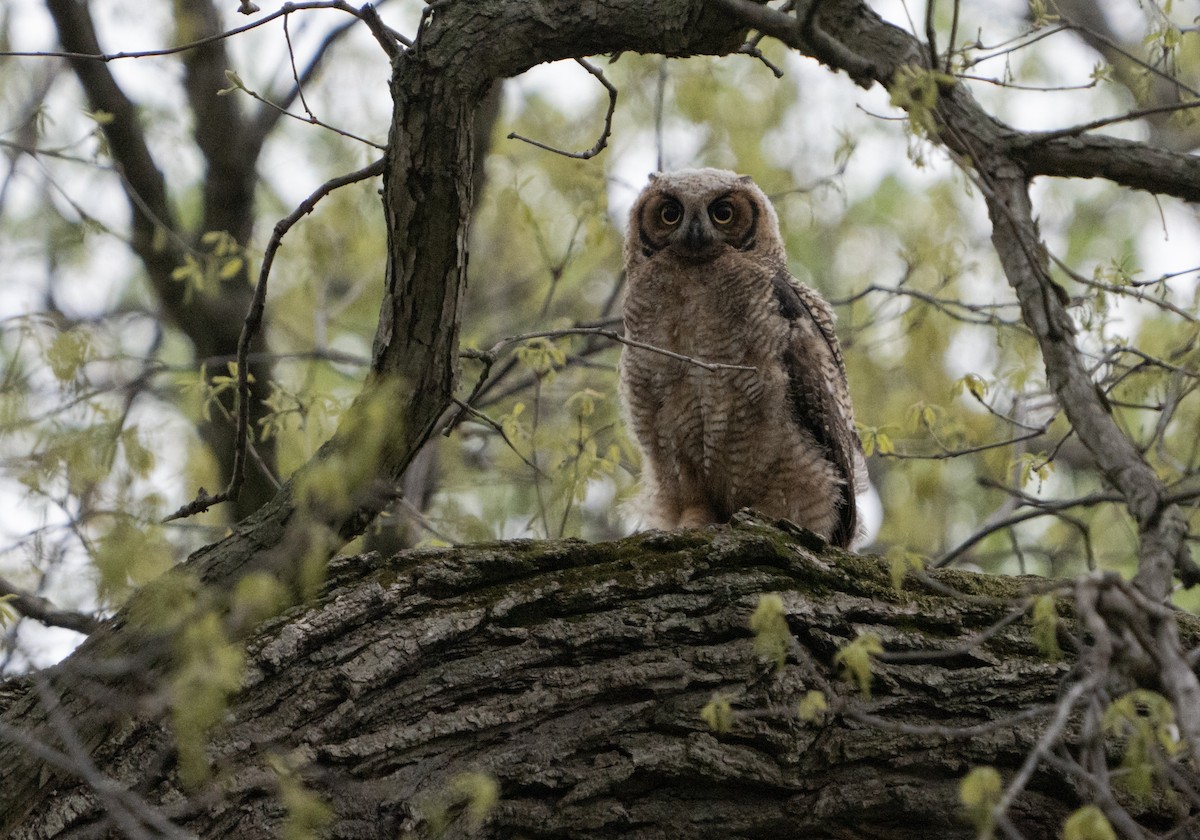Great Horned Owl - ML618297436