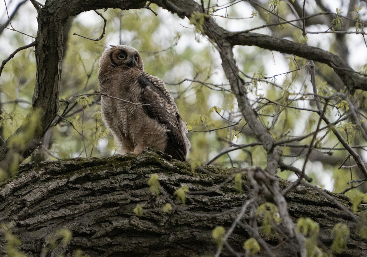 Great Horned Owl - ML618297437
