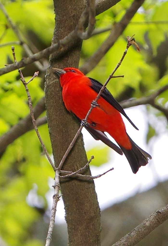 Scarlet Tanager - ML618297440