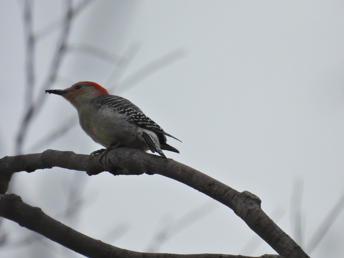 Red-bellied Woodpecker - ML618297457
