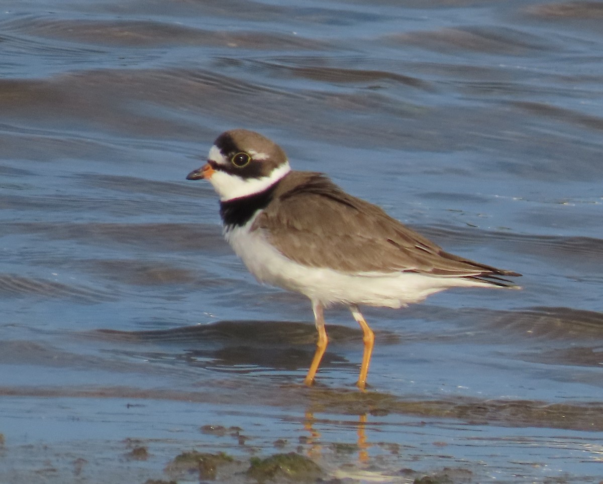 Semipalmated Plover - ML618297468