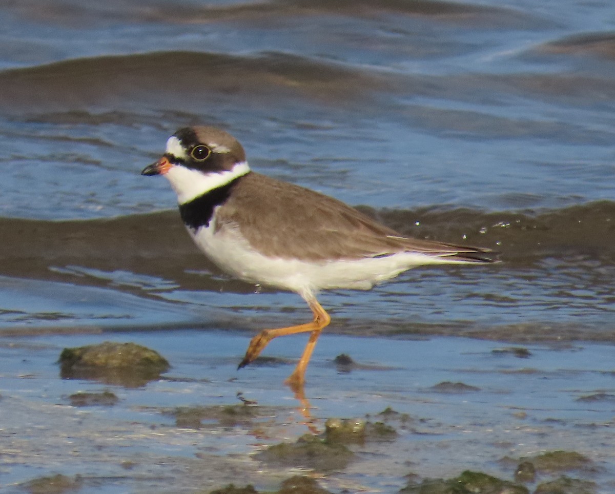 Semipalmated Plover - ML618297469