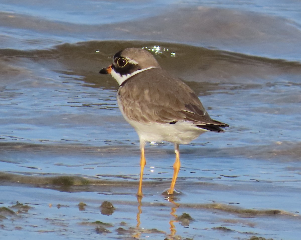 Semipalmated Plover - ML618297470