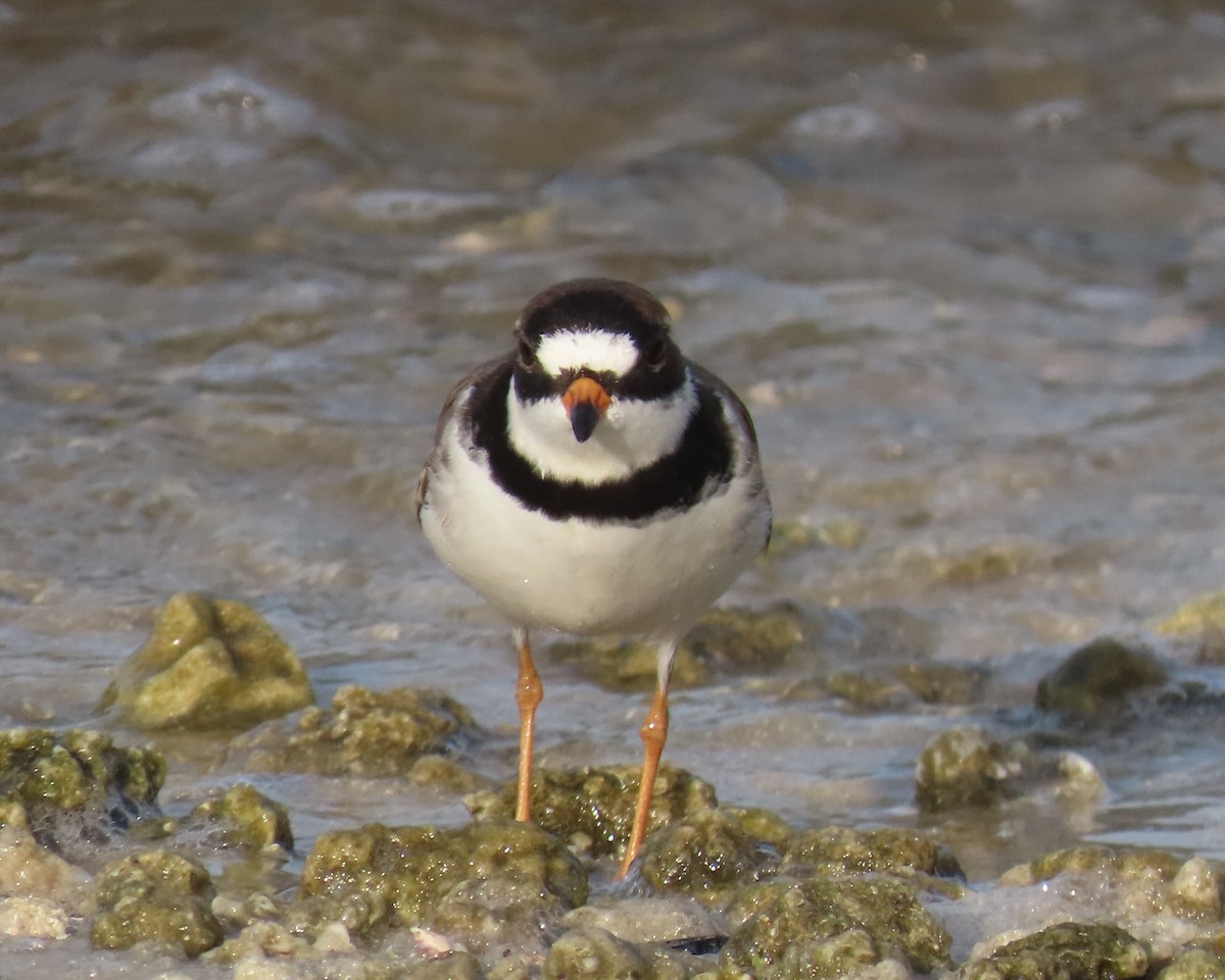 Semipalmated Plover - ML618297471