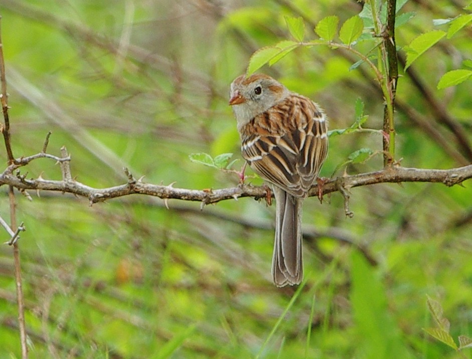 Field Sparrow - Mary Caldwell
