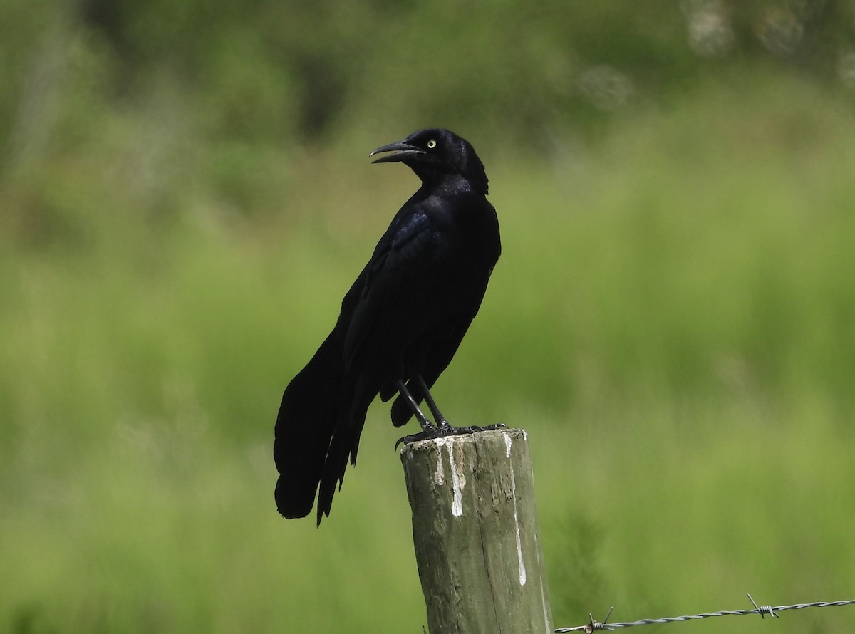 Great-tailed Grackle - ML618297483