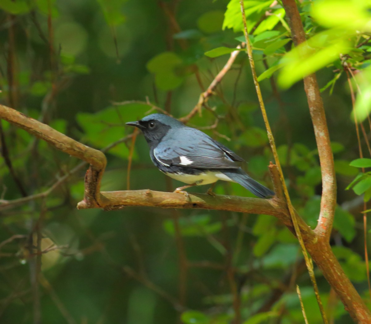 Black-throated Blue Warbler - ML618297485