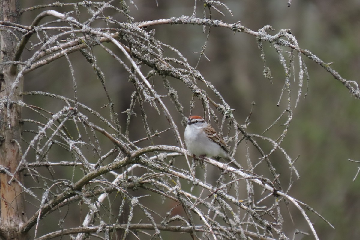 Chipping Sparrow - ML618297522