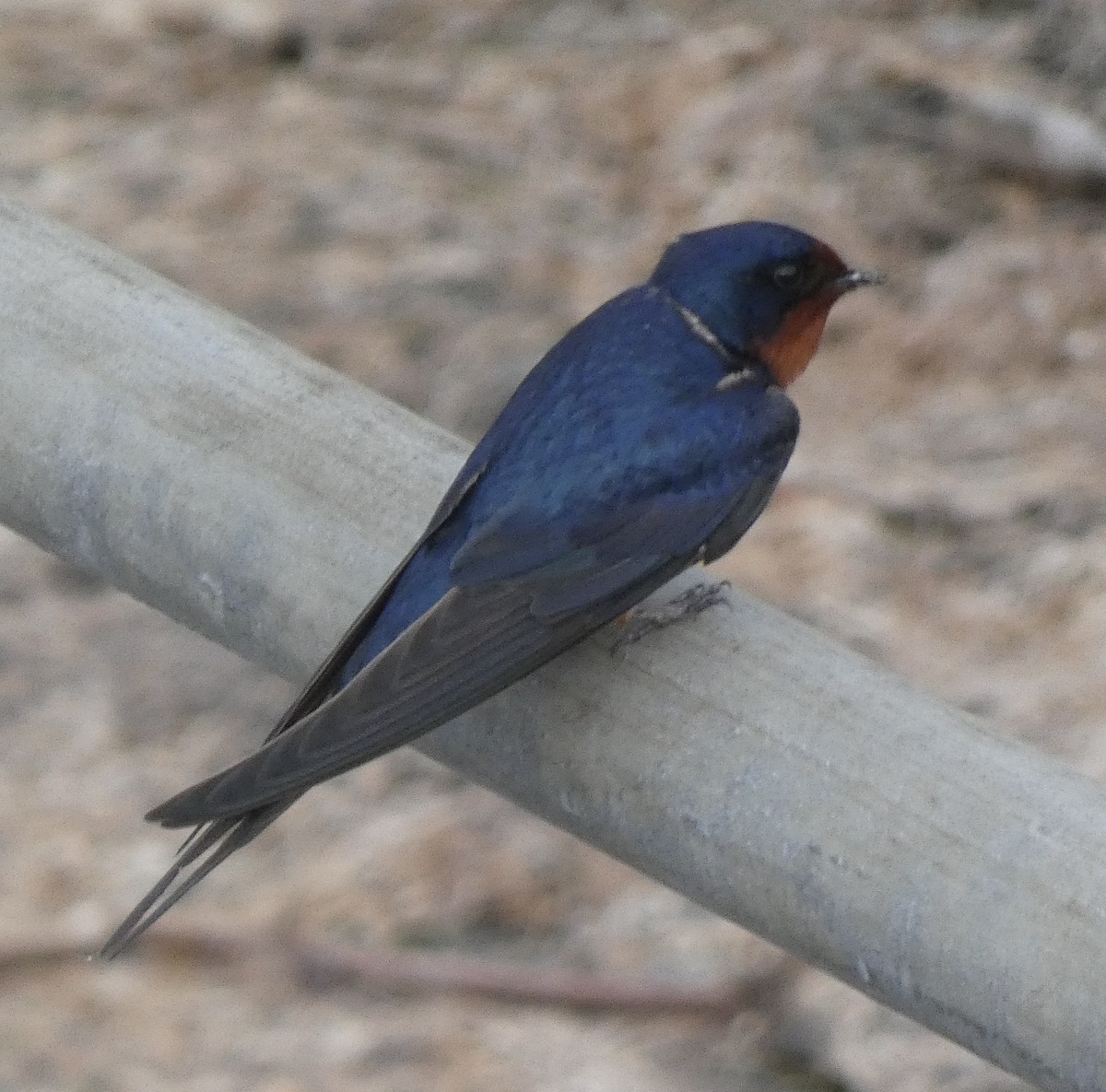 Barn Swallow - ML618297527