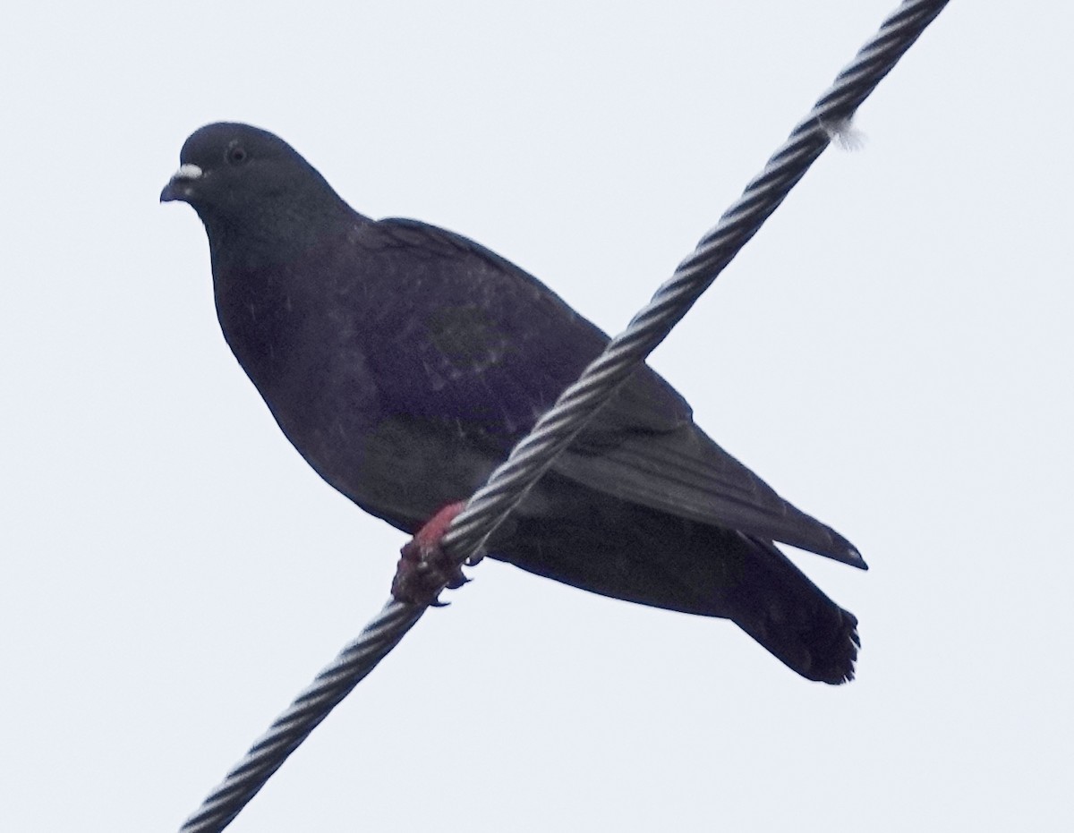 Rock Pigeon (Feral Pigeon) - ML618297536