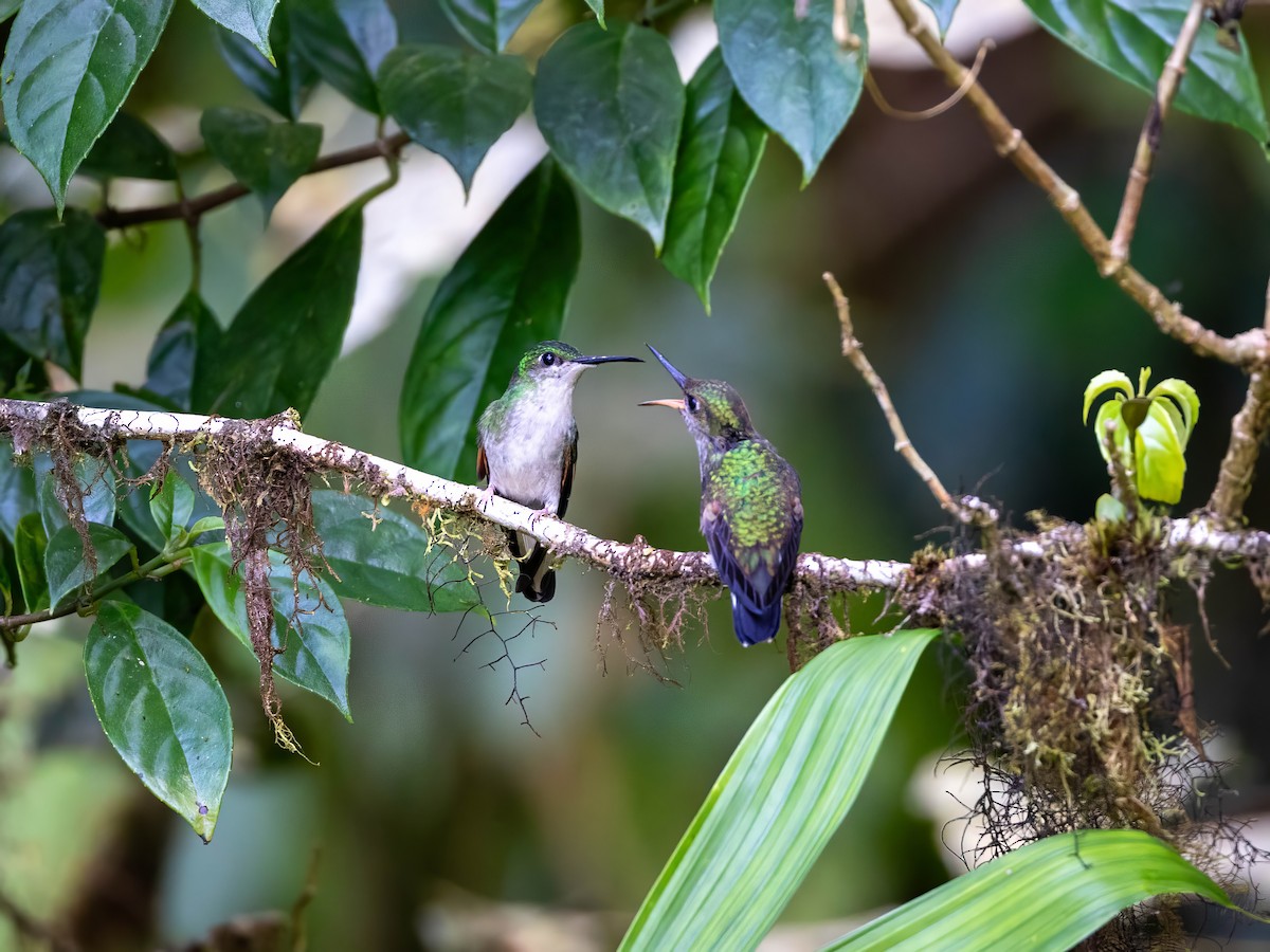 Stripe-tailed Hummingbird - ML618297553