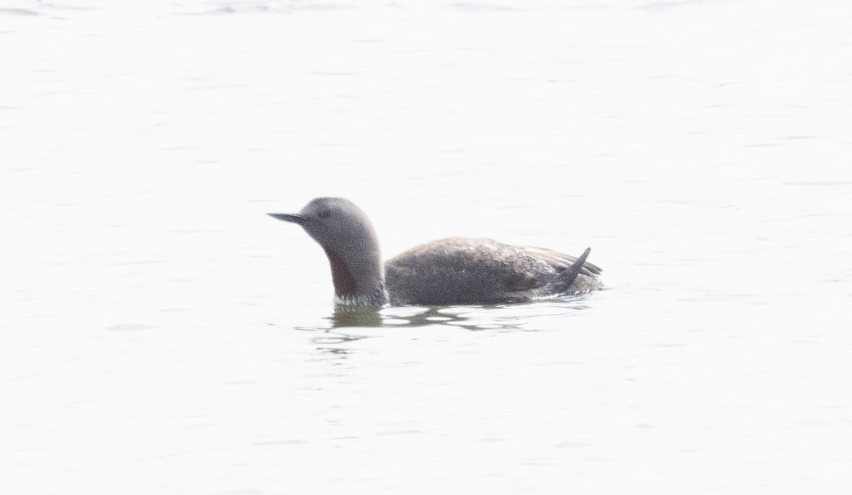 Red-throated Loon - ML618297558