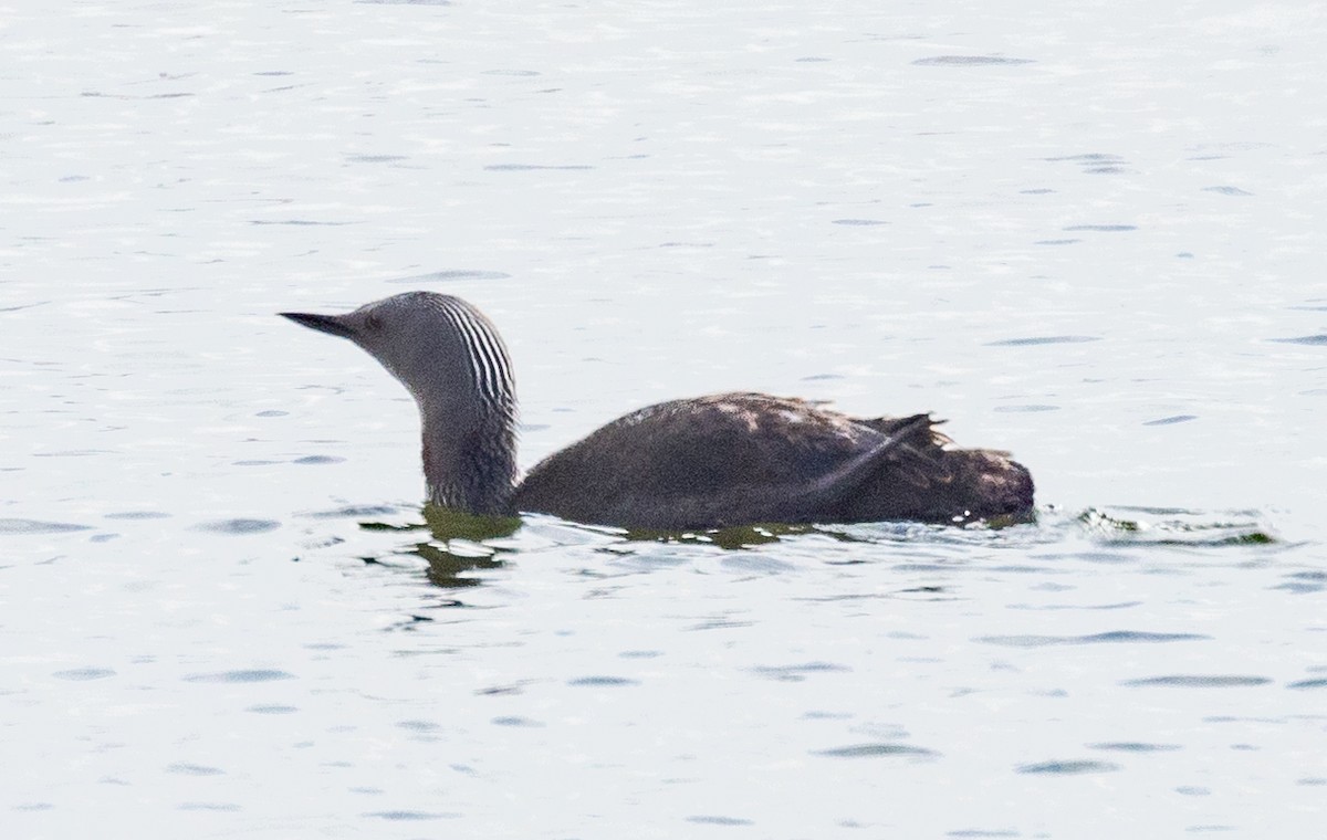 Red-throated Loon - ML618297559