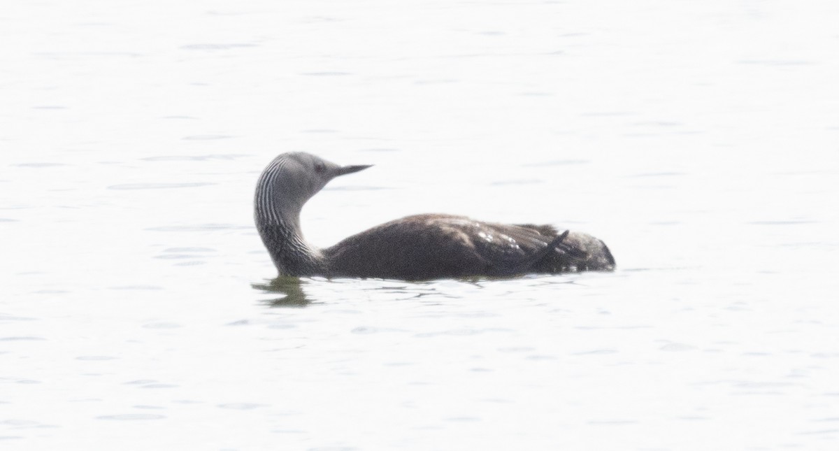 Red-throated Loon - ML618297560