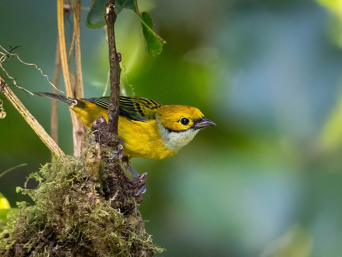 Silver-throated Tanager - ML618297564