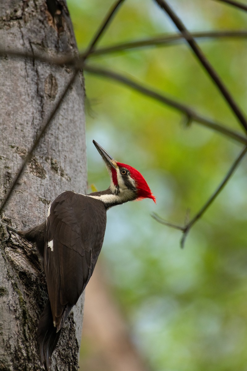 Pileated Woodpecker - ML618297566