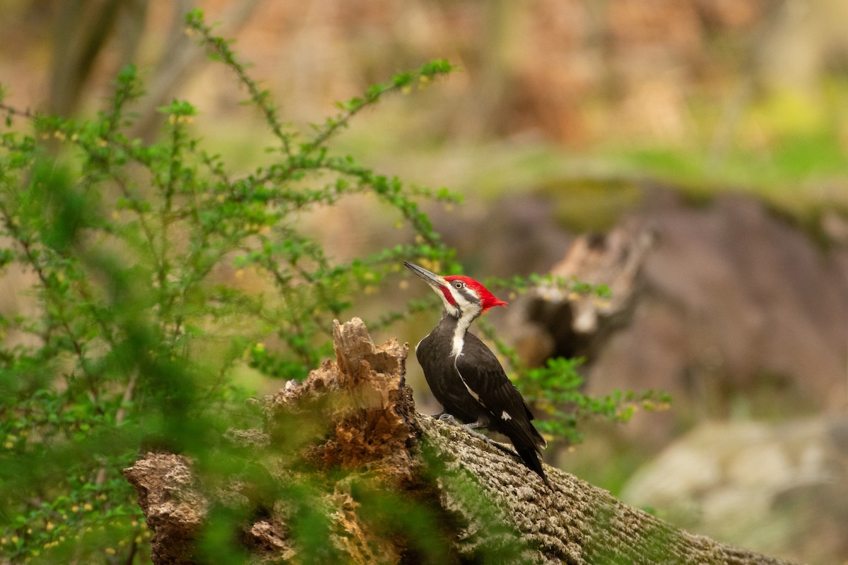 Pileated Woodpecker - Jimmy Dhillon