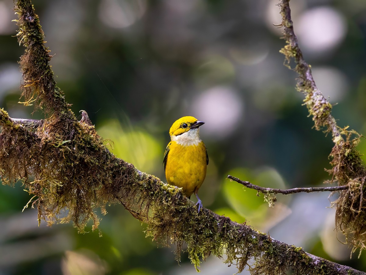 Silver-throated Tanager - ML618297568