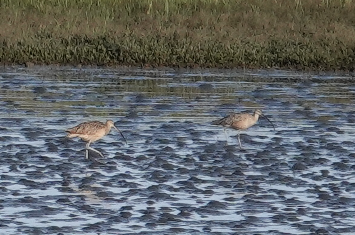 Long-billed Curlew - ML618297577