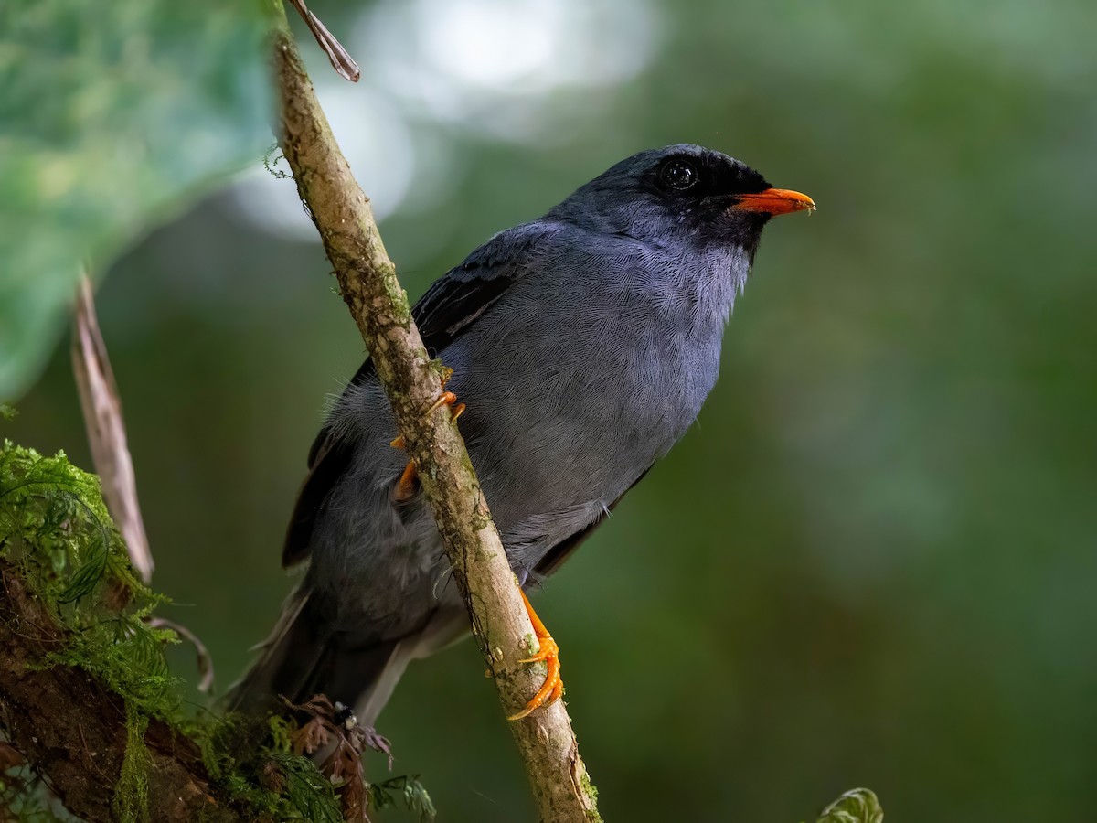 Black-faced Solitaire - ML618297583