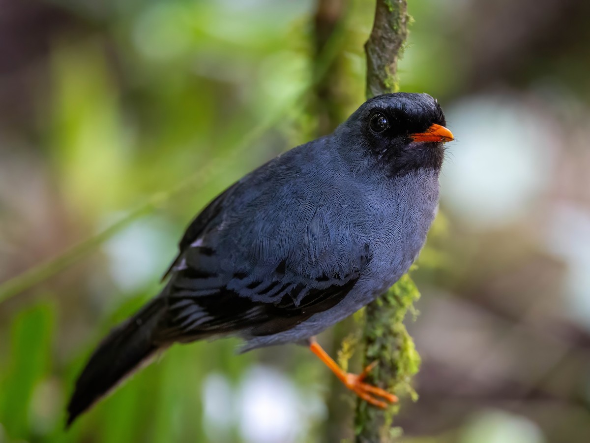 Black-faced Solitaire - ML618297589
