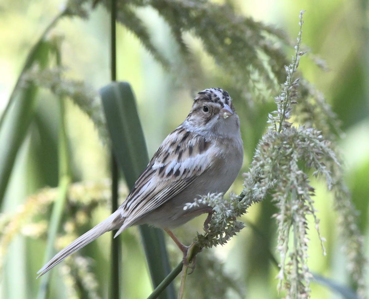 Clay-colored Sparrow - ML618297596